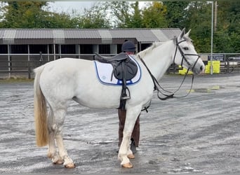 Caballo de deporte irlandés, Yegua, 8 años, 163 cm, Tordo