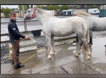 Caballo de deporte irlandés, Yegua, 8 años, 163 cm, Tordo