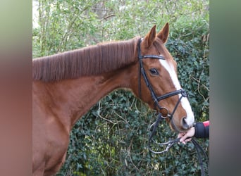 Caballo de deporte irlandés, Yegua, 8 años, 165 cm, Alazán-tostado