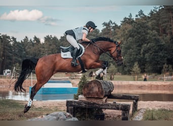 Caballo de deporte irlandés, Yegua, 8 años, 165 cm, Castaño