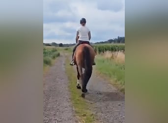 Caballo de deporte irlandés, Yegua, 8 años, 165 cm, Castaño