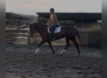 Caballo de deporte irlandés, Yegua, 8 años, 168 cm, Alazán-tostado