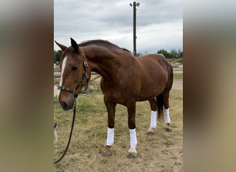 Caballo de deporte irlandés, Yegua, 8 años, 168 cm, Alazán-tostado