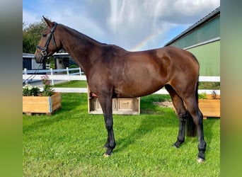 Caballo de deporte irlandés, Yegua, 8 años, 169 cm, Castaño