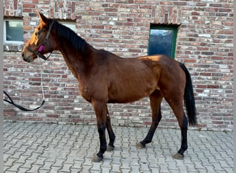 Caballo de deporte irlandés, Yegua, 8 años, 170 cm, Castaño