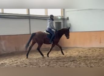 Caballo de deporte irlandés, Yegua, 8 años, 170 cm, Castaño