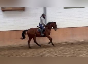 Caballo de deporte irlandés, Yegua, 8 años, 170 cm, Castaño