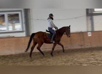 Caballo de deporte irlandés, Yegua, 8 años, 170 cm, Castaño