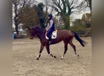 Caballo de deporte irlandés, Yegua, 8 años, 170 cm, Castaño rojizo