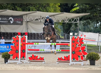 Caballo de deporte irlandés, Yegua, 8 años, Castaño oscuro