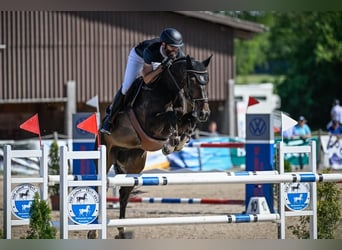 Caballo de deporte irlandés, Yegua, 8 años, Castaño oscuro