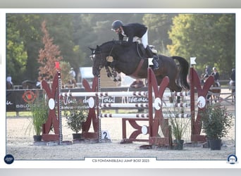 Caballo de deporte irlandés, Yegua, 8 años, Castaño oscuro