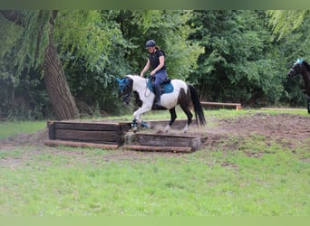 Caballo de deporte irlandés, Yegua, 9 años, 147 cm, Pío