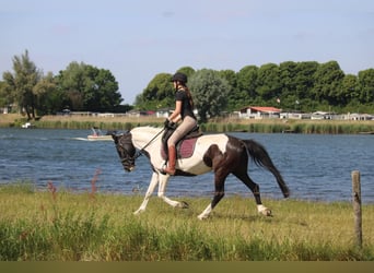 Caballo de deporte irlandés, Yegua, 9 años, 147 cm, Pío