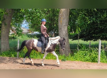 Caballo de deporte irlandés, Yegua, 9 años, 147 cm, Pío