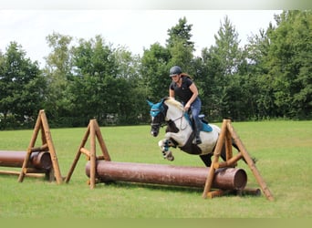 Caballo de deporte irlandés, Yegua, 9 años, 147 cm, Pío