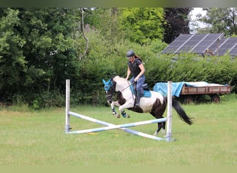 Caballo de deporte irlandés, Yegua, 9 años, 147 cm, Pío