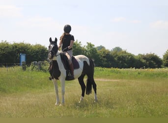 Caballo de deporte irlandés, Yegua, 9 años, 147 cm, Pío