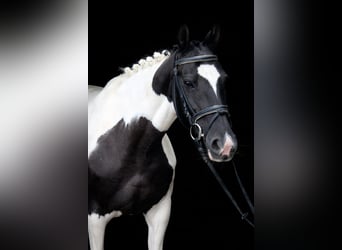 Caballo de deporte irlandés, Yegua, 9 años, 147 cm, Pío