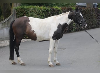 Caballo de deporte irlandés, Yegua, 9 años, 147 cm, Pío
