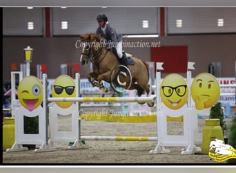 Caballo de deporte irlandés Mestizo, Yegua, 9 años, 148 cm, Alazán-tostado