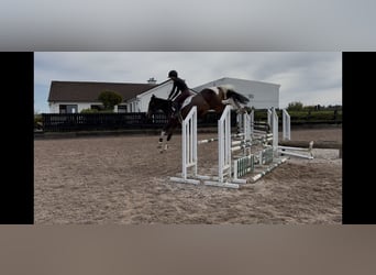 Caballo de deporte irlandés, Yegua, 9 años, 148 cm, Tovero-todas las-capas