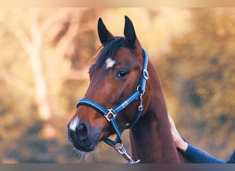 Caballo de deporte irlandés Mestizo, Yegua, 9 años, 155 cm, Pío