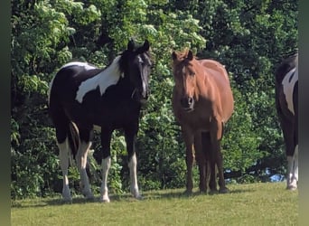 Caballo de deporte irlandés, Yegua, 9 años, 158 cm, Tobiano-todas las-capas