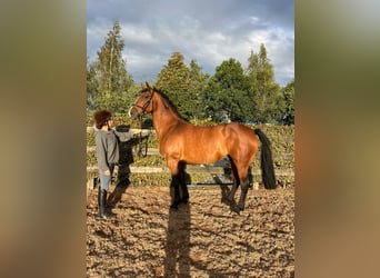 Caballo de deporte irlandés, Yegua, 9 años, 160 cm, Castaño rojizo
