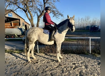 Caballo de deporte irlandés, Yegua, 9 años, 160 cm, Tordo