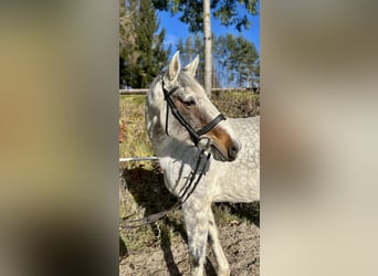 Caballo de deporte irlandés, Yegua, 9 años, 160 cm, Tordo