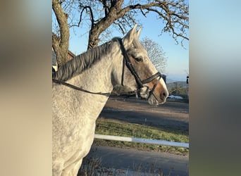 Caballo de deporte irlandés, Yegua, 9 años, 160 cm, Tordo