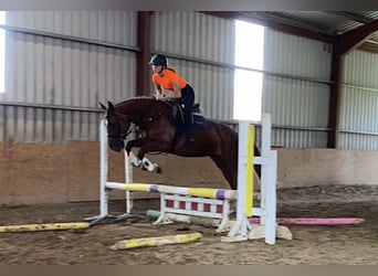 Caballo de deporte irlandés, Yegua, 9 años, 163 cm, Alazán-tostado