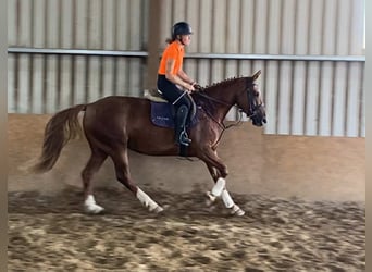 Caballo de deporte irlandés, Yegua, 9 años, 163 cm, Alazán-tostado