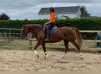 Caballo de deporte irlandés, Yegua, 9 años, 163 cm, Alazán-tostado
