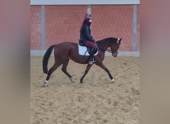 Caballo de deporte irlandés, Yegua, 9 años, 163 cm, Castaño