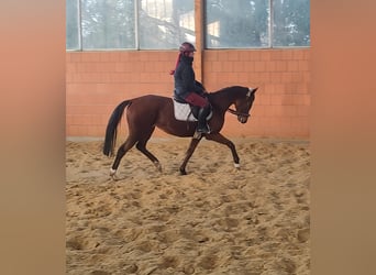 Caballo de deporte irlandés, Yegua, 9 años, 163 cm, Castaño