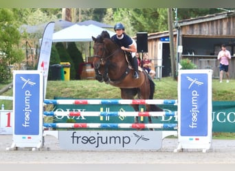 Caballo de deporte irlandés, Yegua, 9 años, 163 cm, Castaño oscuro