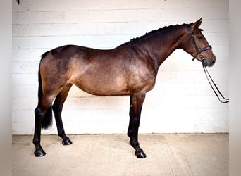 Caballo de deporte irlandés, Yegua, 9 años, 163 cm, Castaño rojizo