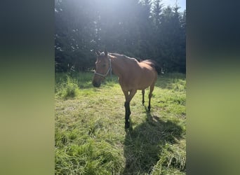 Caballo de deporte irlandés, Yegua, 9 años, 165 cm, Castaño-ruano