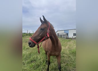 Caballo de deporte irlandés, Yegua, 9 años, 165 cm, Castaño-ruano
