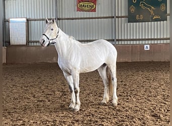 Caballo de deporte irlandés, Yegua, 9 años, 165 cm, Tordo