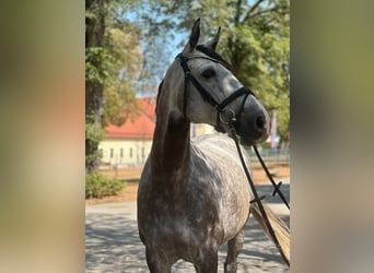 Caballo de deporte irlandés, Yegua, 9 años, 167 cm, Tordo rodado