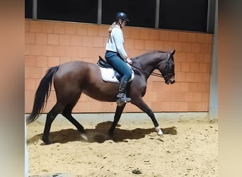 Caballo de deporte irlandés, Yegua, 9 años, 168 cm, Castaño