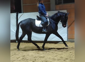 Caballo de deporte irlandés, Yegua, 9 años, 168 cm, Morcillo
