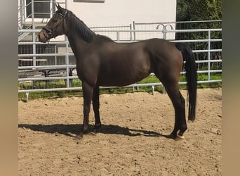 Caballo de deporte irlandés, Yegua, 9 años, Morcillo