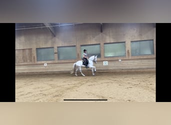 Caballo de deporte portugués, Caballo castrado, 10 años, 160 cm, Tordo