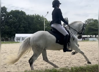 Caballo de deporte portugués, Caballo castrado, 10 años, 160 cm, Tordo