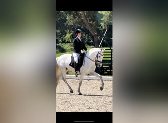 Caballo de deporte portugués, Caballo castrado, 10 años, 160 cm, Tordo