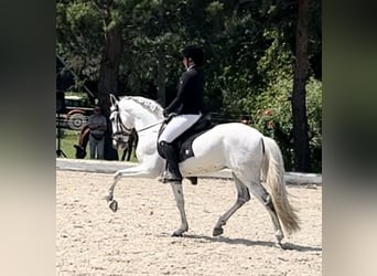 Caballo de deporte portugués, Caballo castrado, 10 años, 160 cm, Tordo